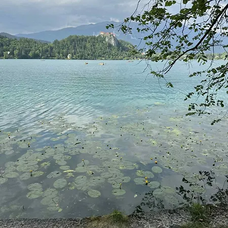 Blue Sky Bled